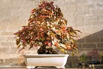 Charme-carpinus-bonsai Carpinus turczaninowii Hance