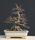 Charme-carpinus-bonsai Carpinus turczaninowii Hance