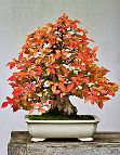 Charme-carpinus-bonsai Carpinus turczaninowii Hance