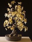 liquidambar-bonsai Liquidambar orientalis