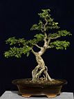 bonsai-orme-chine Ulmus parvifolia - Jacq.