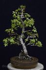 liquidambar-bonsai Liquidambar orientalis