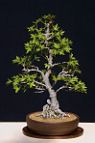 liquidambar-bonsai Liquidambar orientalis
