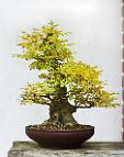 bonsai-frene Fraxinus angustifolia Vahl