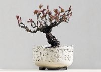 Vigne vierege-bonsaï Parthenocissus quinquefolia (L.) Planch.
