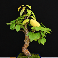 04-1 Cognassier de Chine Chaenomeles sinensis