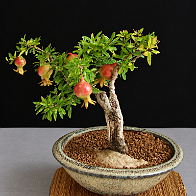 04-3 Grenadier nain Punica granatum 'Nana gracilissima'