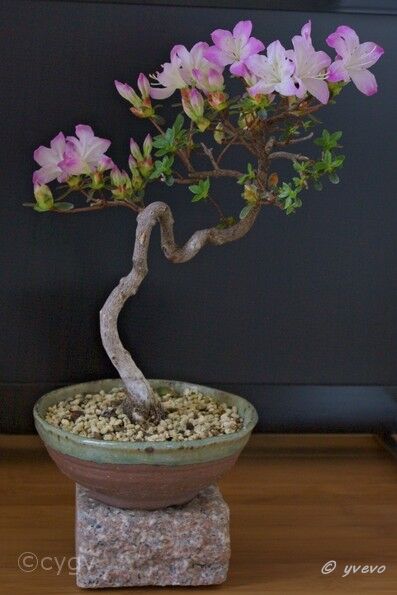 Azalée-bonsai Rhododendron indicum (azalée satsuki)