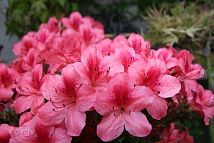 Azalée-bonsai Rhododendron indicum