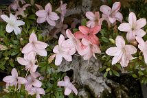 Azalée-bonsai Rhododendron indicum 'Nikko' (azalée satsuki)