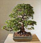 Azalée-bonsai Rhododendron indicum 'Nikko' (azalée satsuki)