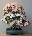 Azalée-bonsai Rhododendron indicum 'Nikko' (azalée satsuki)