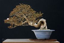 Azalée-bonsai Rhododendron indicum (azalée satsuki)