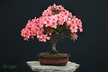 Azalée-bonsai Rhododendron indicum