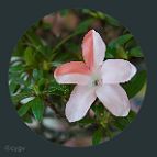 Azalée-bonsai Rhododendron indicum 'Nikko' (azalée satsuki)