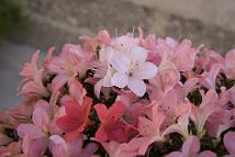 Azalée-bonsai Rhododendron indicum 'Nikko' (azalée satsuki)