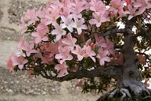 Azalée-bonsai Rhododendron indicum 'Nikko' (azalée satsuki)