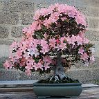 Azalée-bonsai Rhododendron indicum 'Nikko' (azalée satsuki)