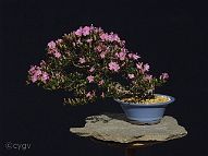 Azalée-bonsai Rhododendron indicum (azalée satsuki)