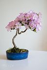 Azalée-bonsai Rhododendron indicum (azalée satsuki)