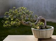 Azalée-bonsai Rhododendron indicum (azalée satsuki)