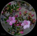 Azalée-bonsai Rhododendron indicum (azalée satsuki)