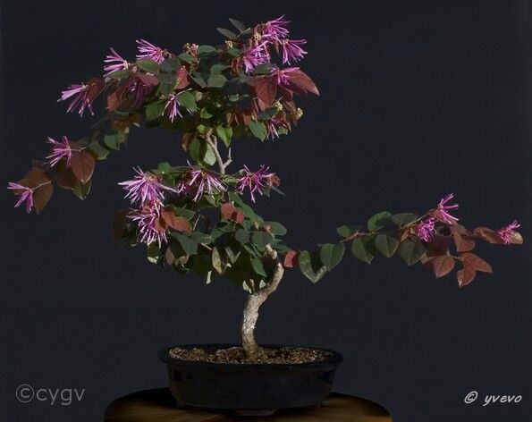 Bonsai-Loropetalum-de-chine Loropetalum chinense (R. Br.) Oliv. var. rubrum Yieh 'Burgundy'