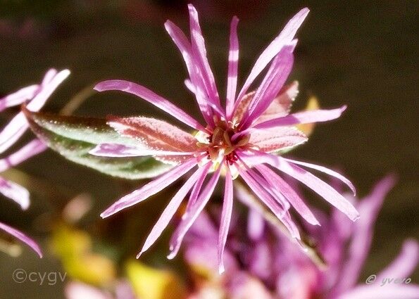 Bonsai-Loropetalum-de-chine Loropetalum chinense (R. Br.) Oliv. var. rubrum Yieh 'Burgundy'