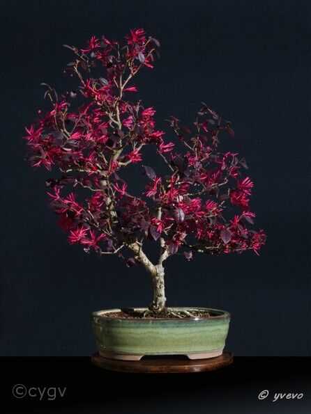 Bonsai-Loropetalum-de-chine Loropetalum chinense (R. Br.) Oliv. var. rubrum 'Shang-hi' (Purple Diamond®)