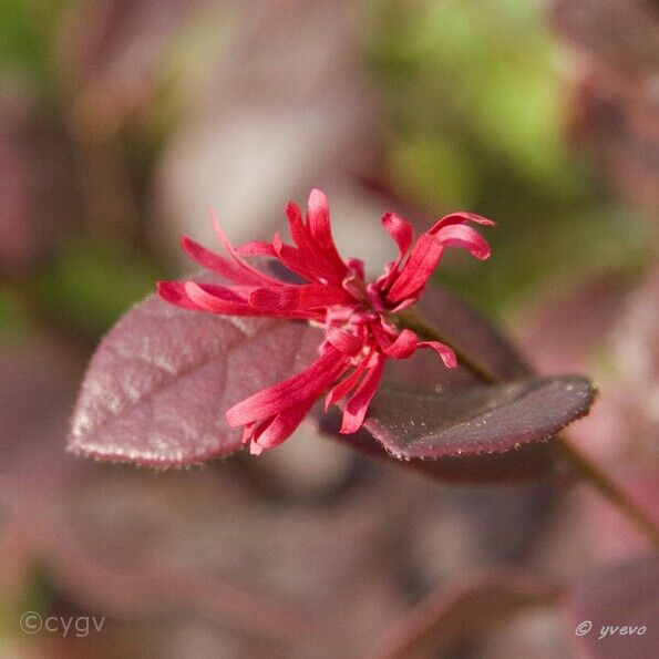Bonsai-Loropetalum-de-chine Loropetalum chinense (R. Br.) Oliv. var. rubrum 'Shang-hi' (Purple Diamond®)