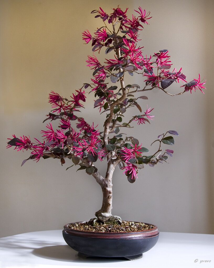 Bonsai-Loropetalum-de-chine Loropetalum chinense (R. Br.) Oliv. var. rubrum 'Shang-hi' (Purple Diamond®)