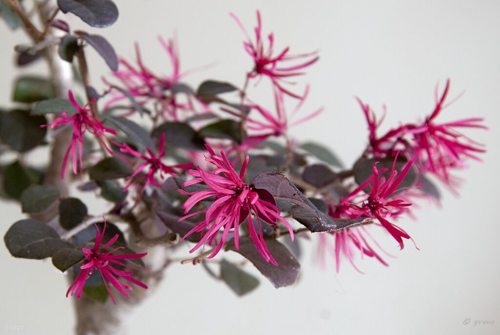 Bonsai-Loropetalum-de-chine Loropetalum chinense (R. Br.) Oliv. var. rubrum 'Shang-hi' (Purple Diamond®)