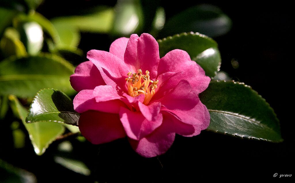 IMG_1023 - Copie1 Camellia sasanqua