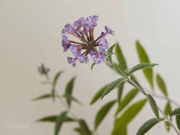 Bonsai-Arbre-aux-papillons Buddleja davidii