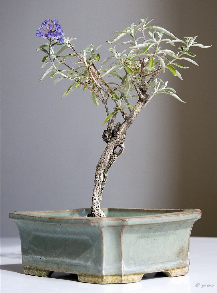Bonsai-Arbre-aux-papillons Buddleja davidii Franch.