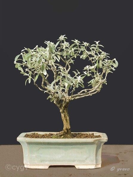 Bonsai-Arbre-aux-papillons Buddleja davidii