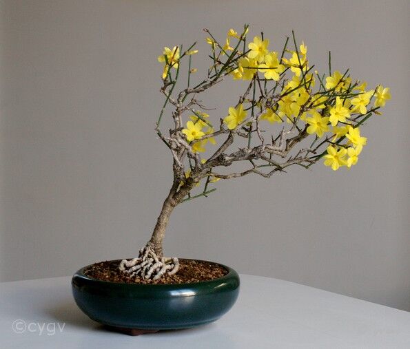 Bonsai-Jasmin d'hiver Jasminum nudiflorum Lindl.