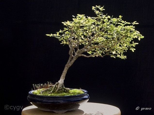 Bonsai-Jasmin d'hiver Jasminum nudiflorum Lindl.
