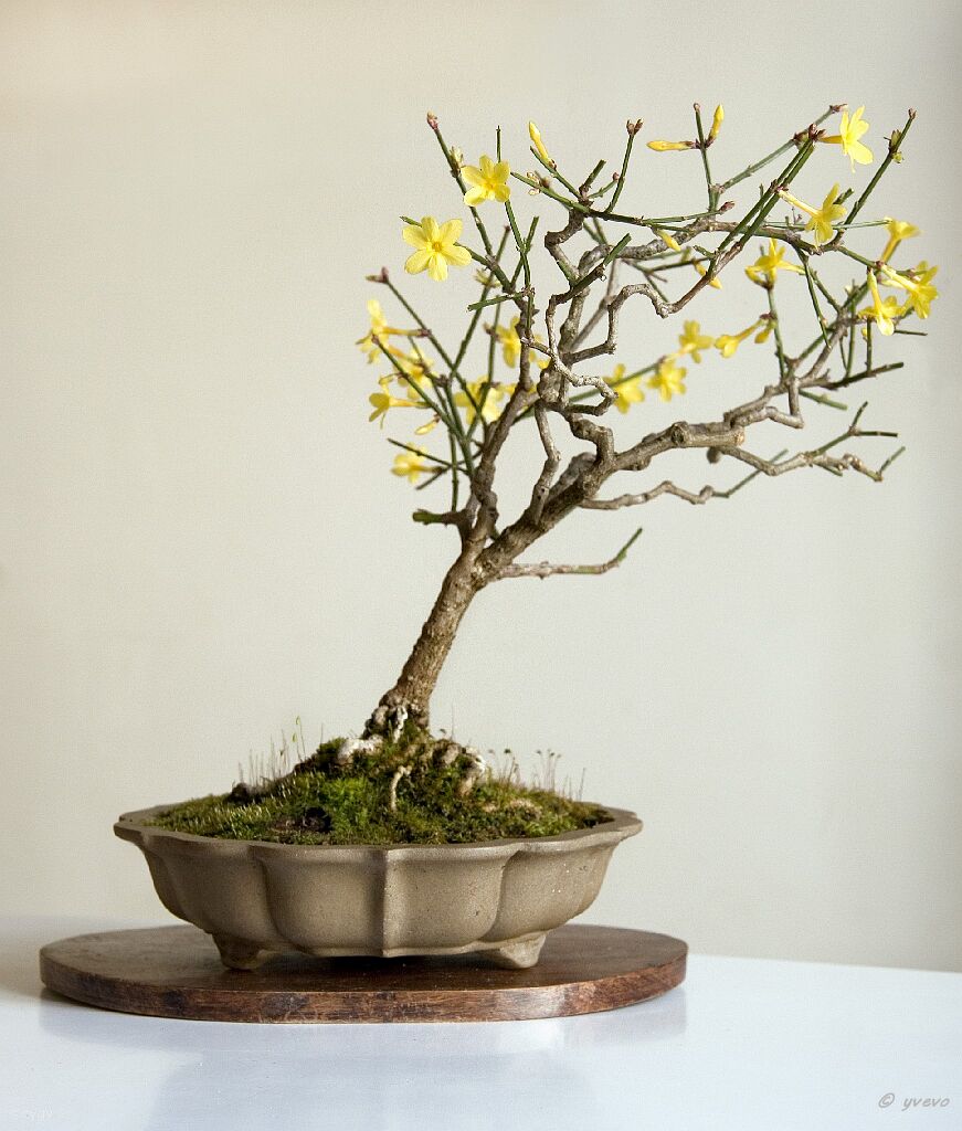 Bonsai-Jasmin d'hiver Jasminum nudiflorum Lindl.