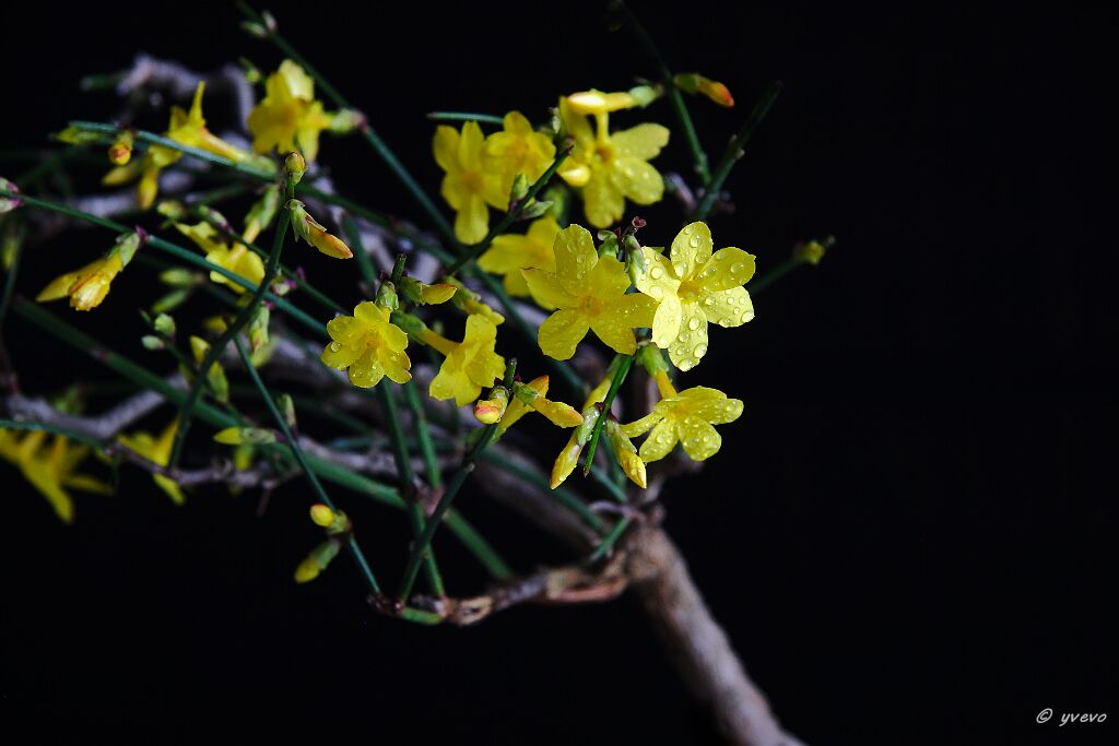Bonsai-Jasmin d'hiver Jasminum nudiflorum Lindl.