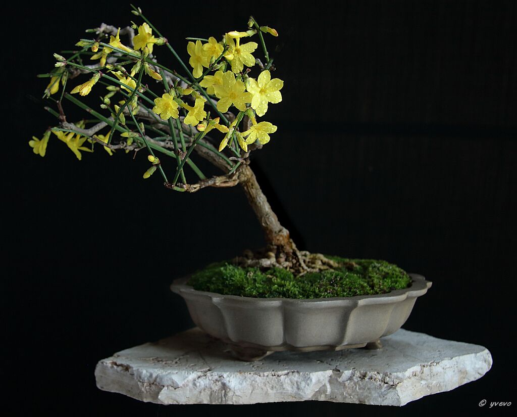 Bonsai-Jasmin d'hiver Jasminum nudiflorum Lindl.