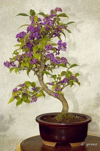 Bonsai-Callicarpa Callicarpa bodinieri