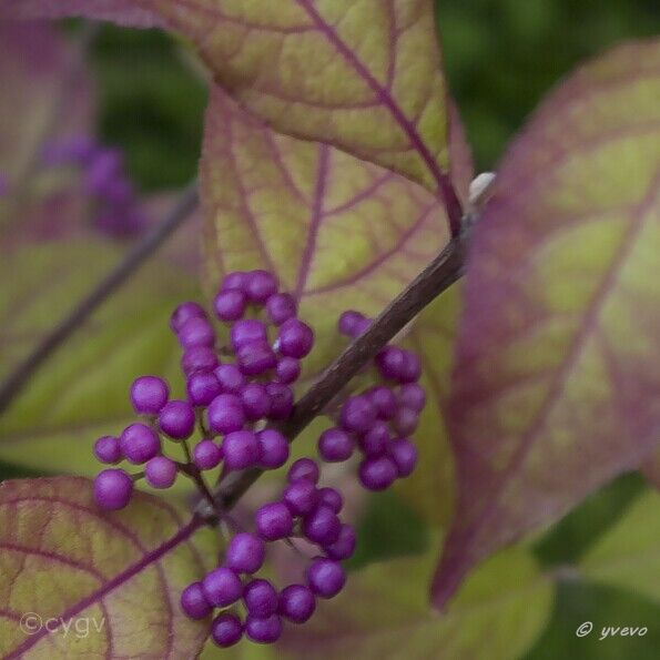 Bonsai-Callicarpa Callicarpa bodinieri