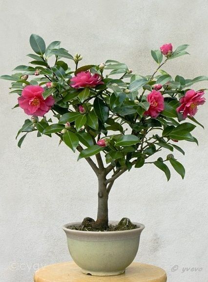 Bonsai-Camélia Camellia sasanqua