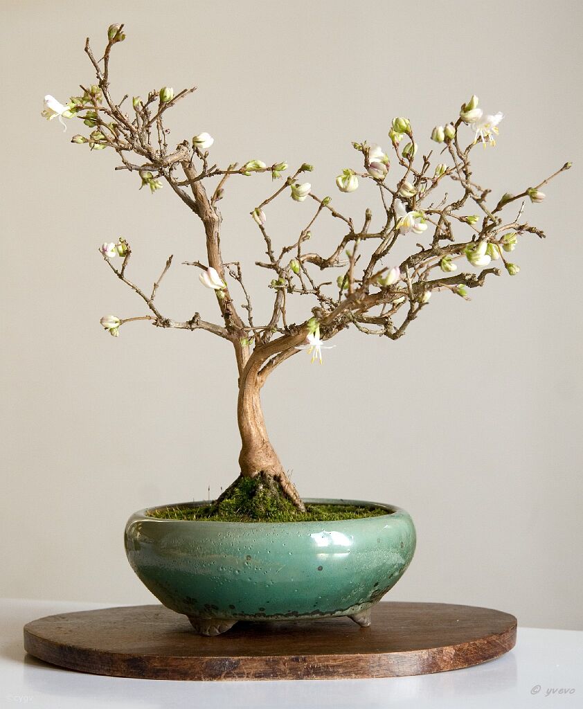 Bonsai-Chevrefeuille d'hiver Lonicera fragrantissima Lindl. & Paxton