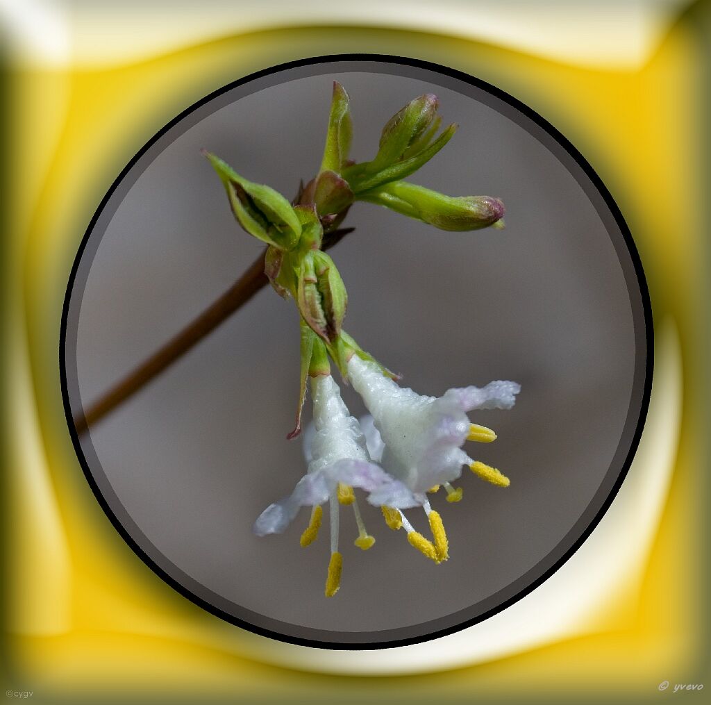 Bonsai-Chevrefeuille d'hiver Lonicera fragrantissima Lindl. & Paxton