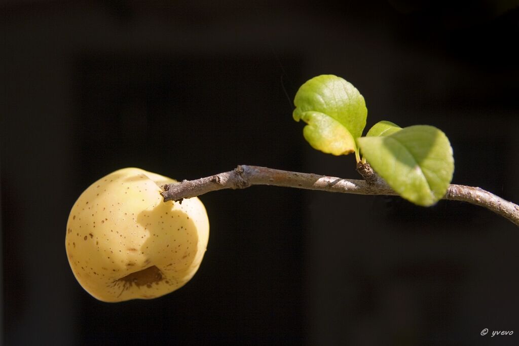bonsai-Cognassier-Japon-Chaenomeles-japonica Chaenomeles speciosa (Sweet) Nakai