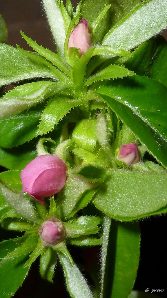 Bonsai-Cognassier-Chine-Pseudocydonia-sinensis Chaenomeles sinensis (Dum.Cours.) Koehne