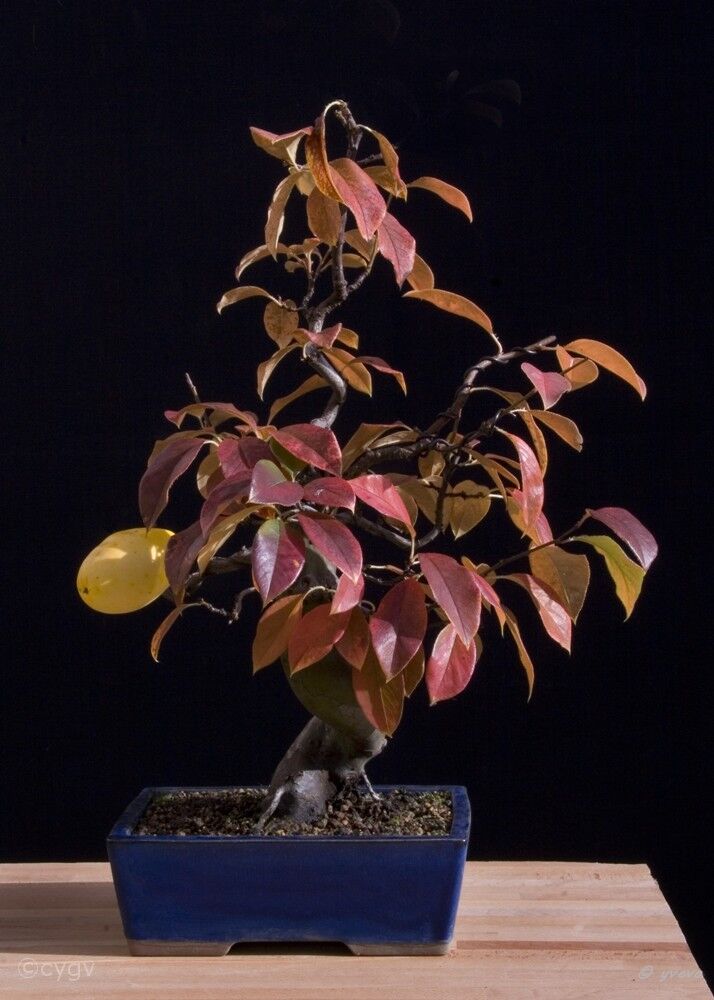 Bonsai-Cognassier-Chine-Pseudocydonia-sinensis Chaenomeles sinensis (Dum.Cours.) Koehne