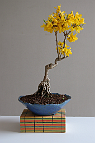 Bonsai-forsythia Forsythia x intermedia Zabel